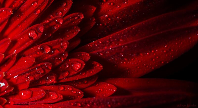 Red Flower Petals — Dramatic, Photograph