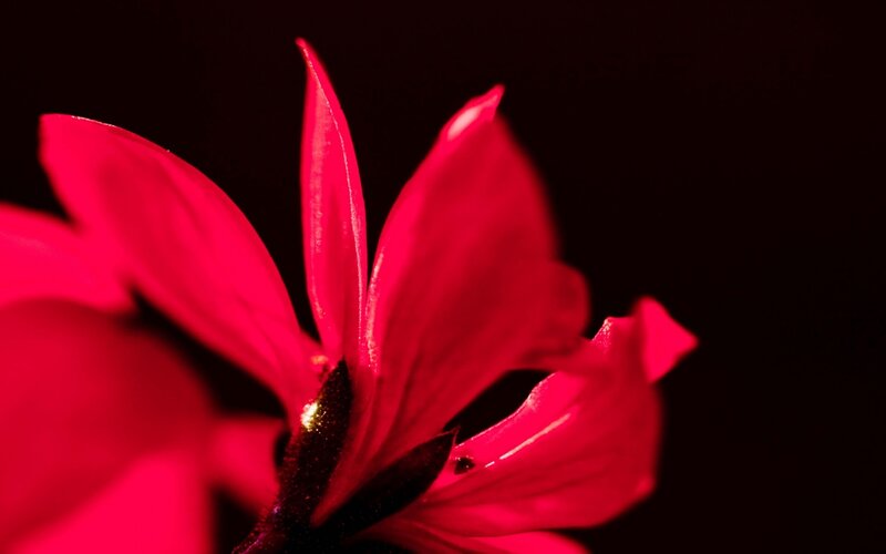 Red Flower Petals — Dramatic
