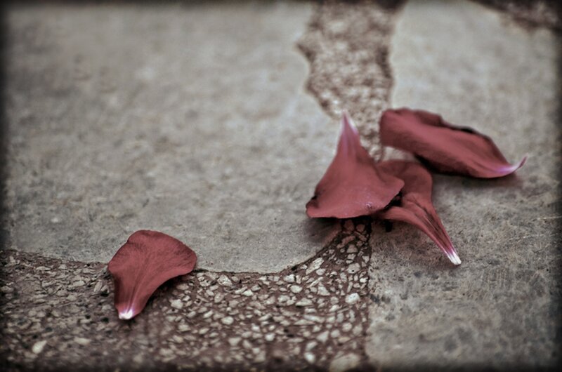 Red Flower Petals — Melancholic