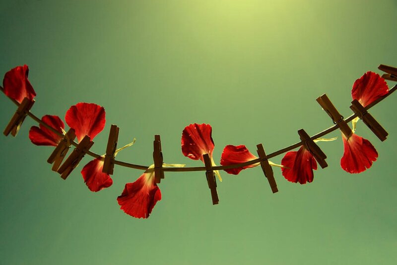 Red Flower Petals on Clothesline
