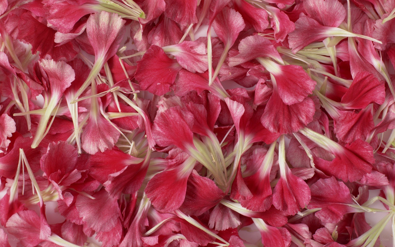 red flower petals scattered