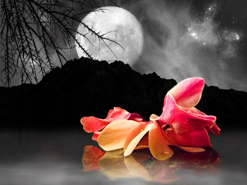 Red Flower Petals — Serene