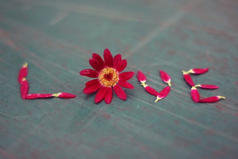 Red Flower Petals Spelling Love