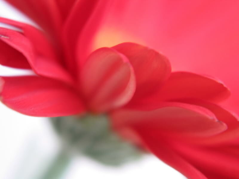 Red Flower Petals