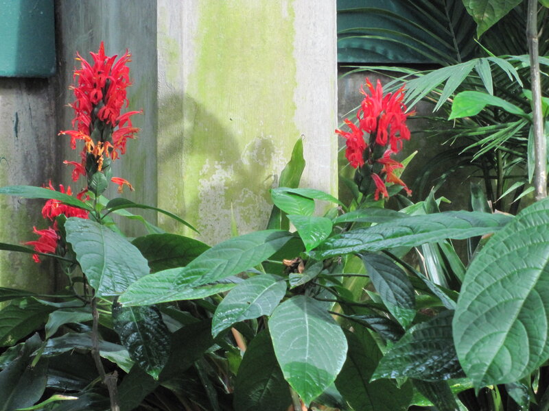 Red Flower Plants