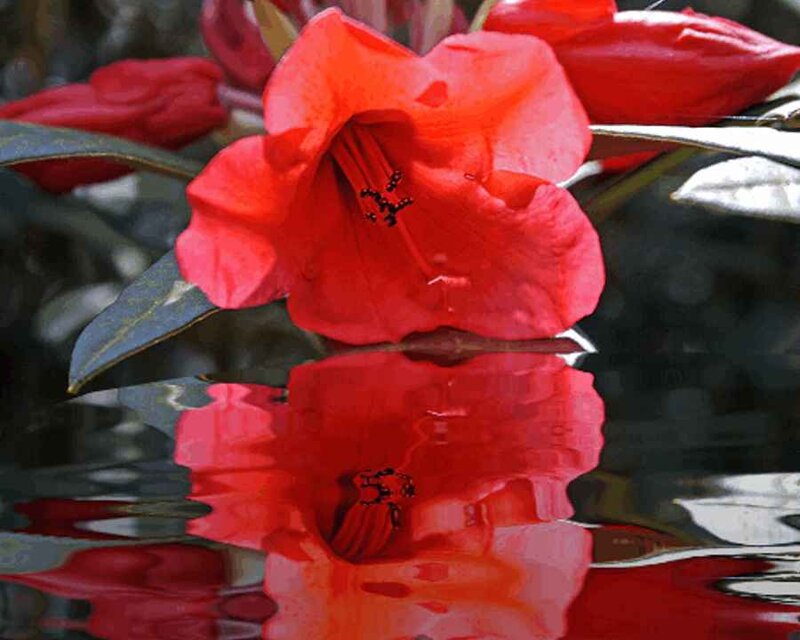 Red flower reflected in water