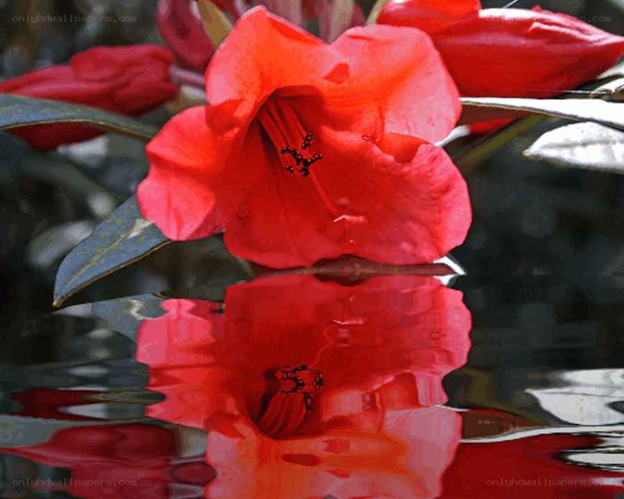Red flower reflected in water
