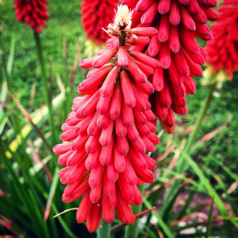 Red Flower Spike — Natural, Afternoon