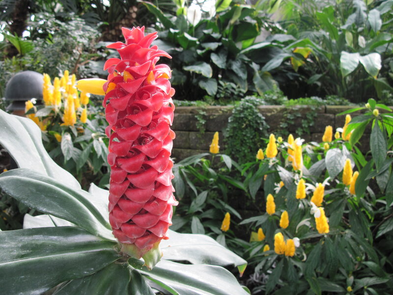 Red Flower Spike — Natural
