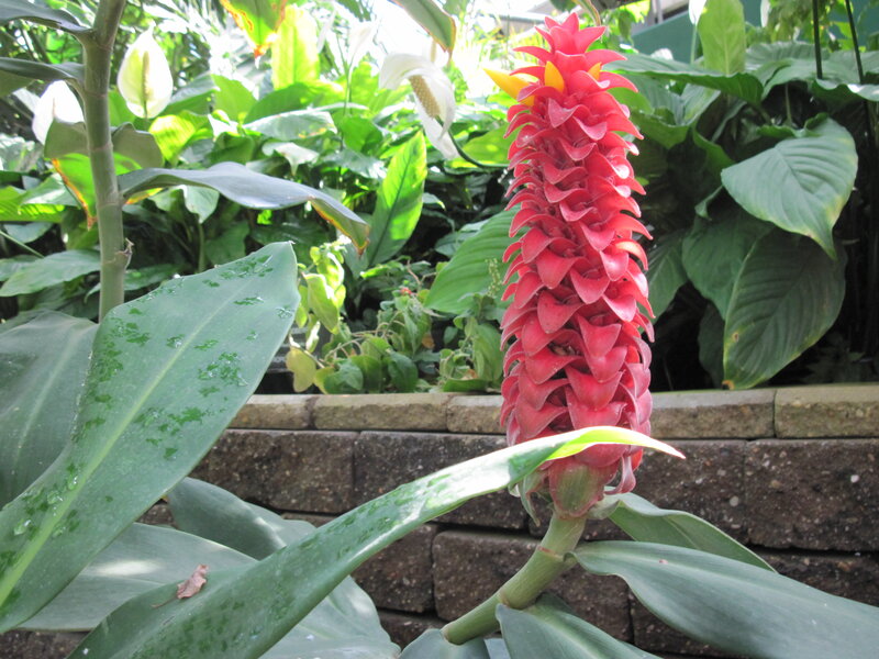 Red Flower Spike