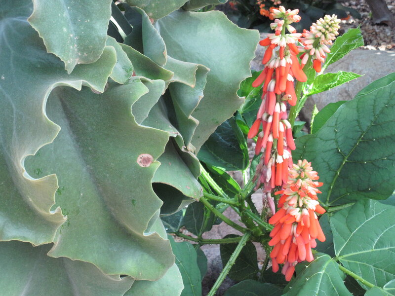 Red Flower Spikes on Green Plant