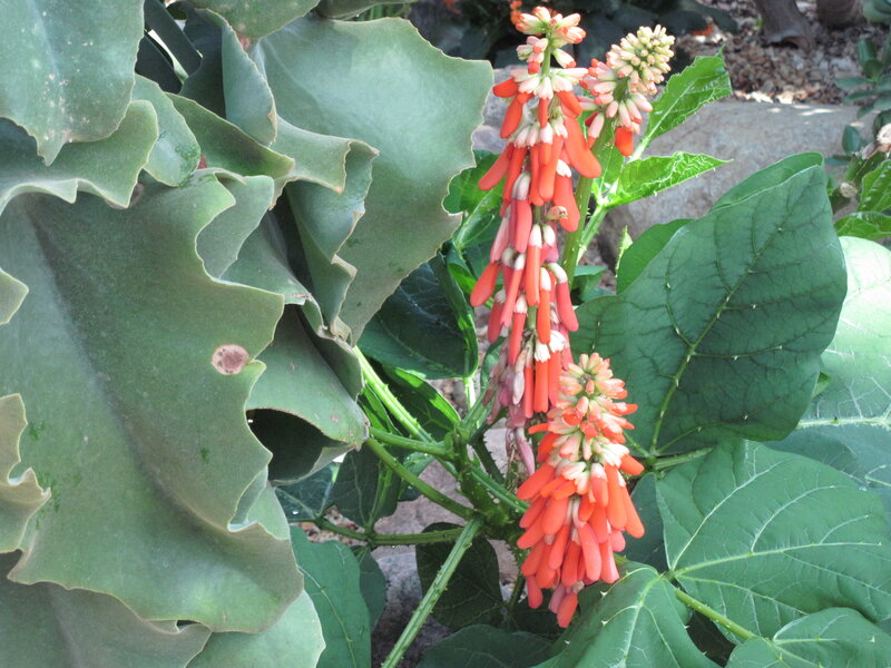 Red Flower Spikes on Plant — Green