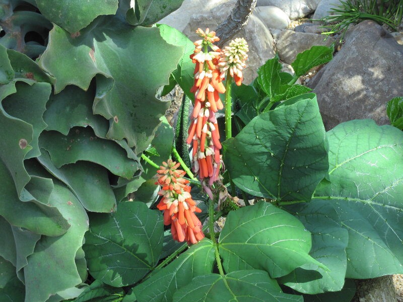 Red Flower Spikes on Plant