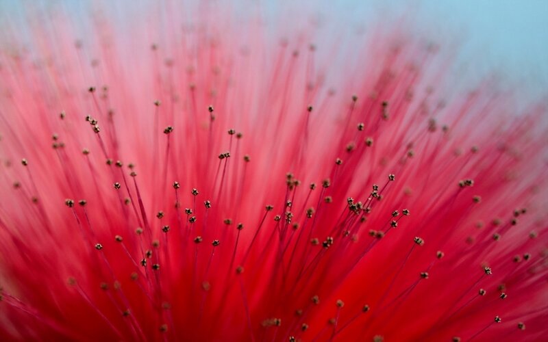 Red Flower Stamen — Calm, Photograph