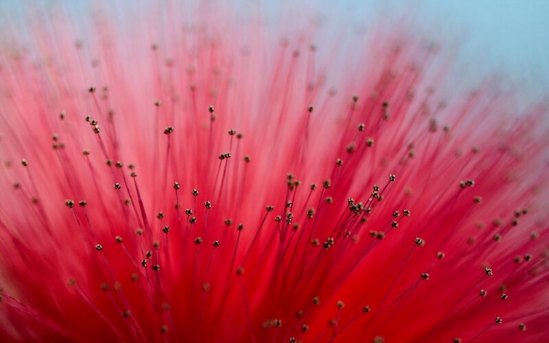 Red Flower Stamen — Calm