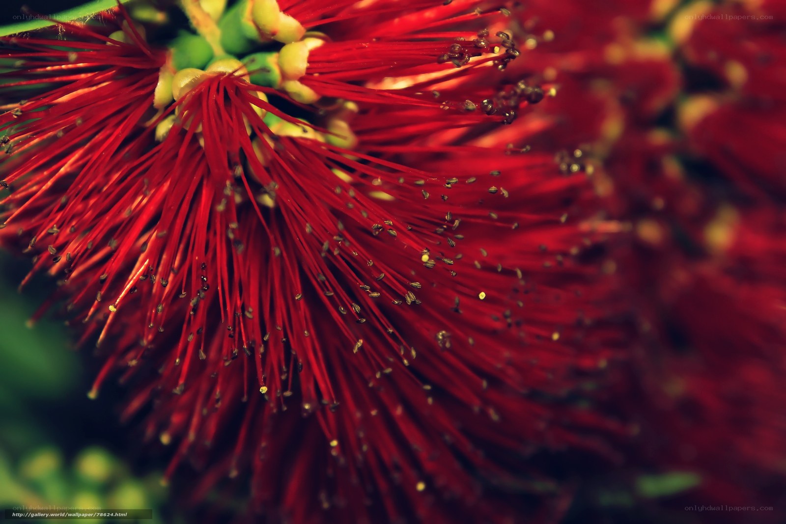 Red flower stamen close-up