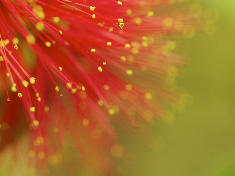 Red Flower Stamen — Natural