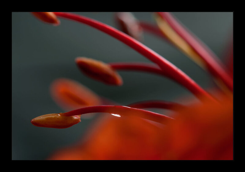 Red Flower Stamen