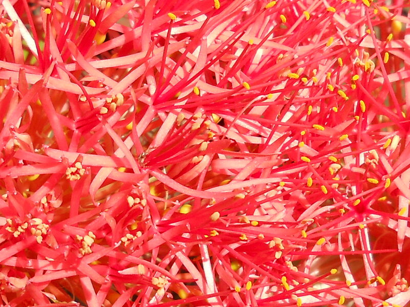 Red Flower Stamen — Vibrant