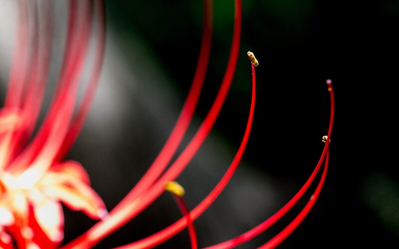Red Flower Stamens — Dramatic