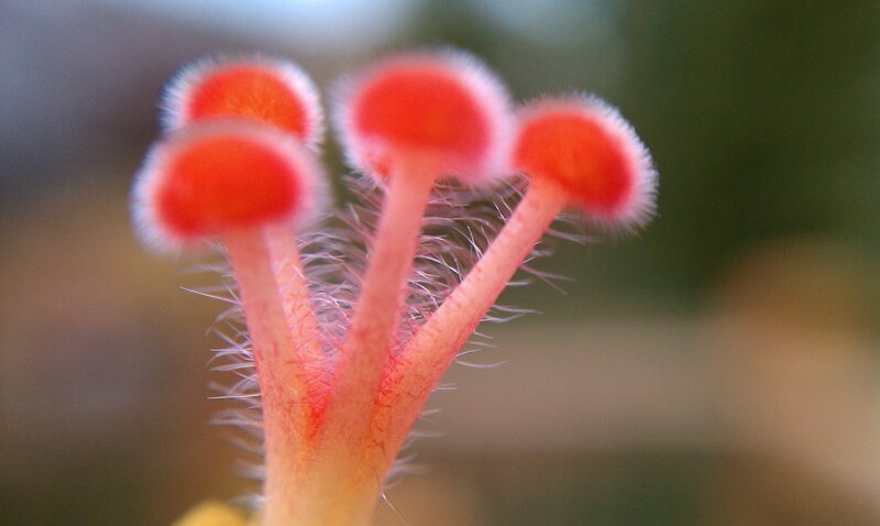 Red Flower Stamens — Natural, Photograph, Stamen, Hairs
