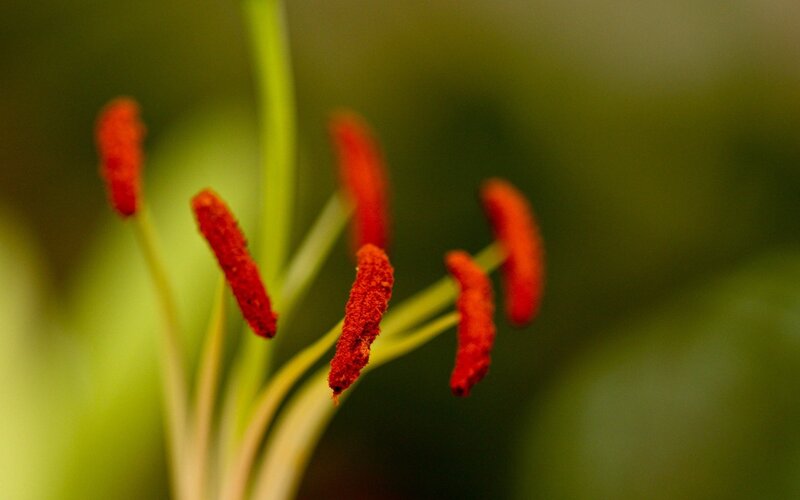 Red Flower Stamens — Natural, Photograph