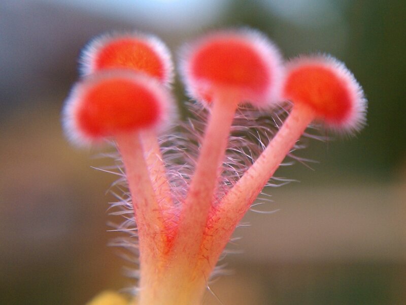 Red Flower Stamens — Natural