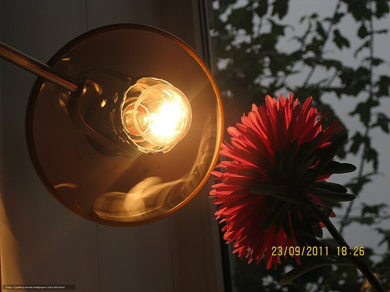 Red flower under lamp light