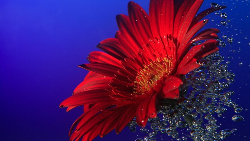Red Flower Underwater — Dramatic