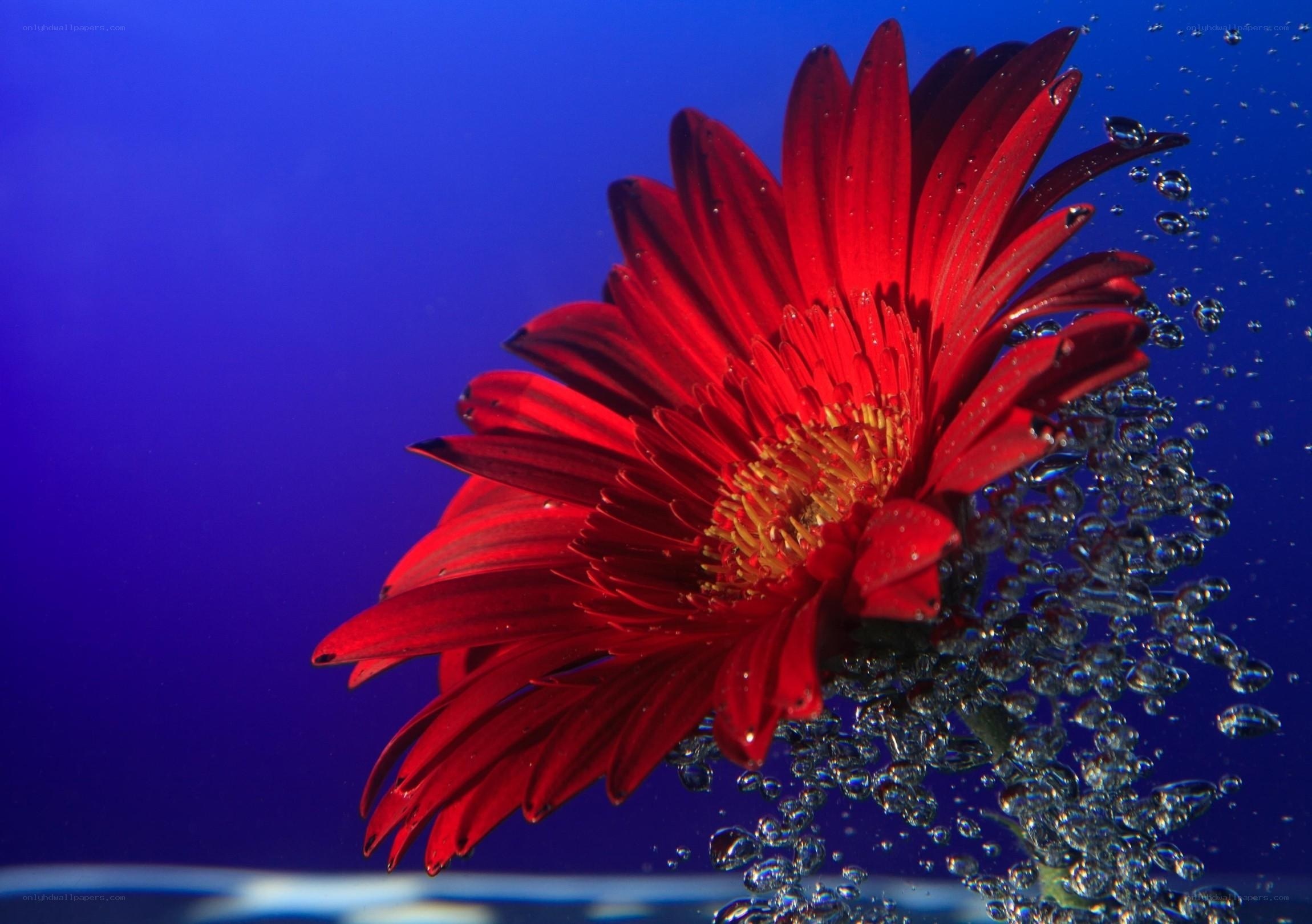 Red flower underwater