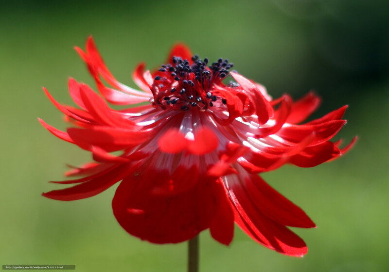 Red Flower with Black Center