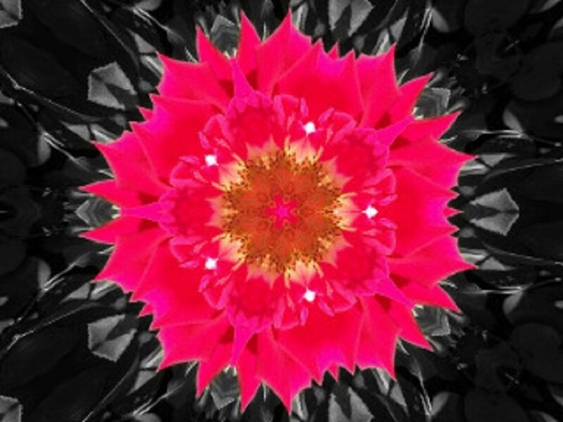 Red Flower with Black Leaves