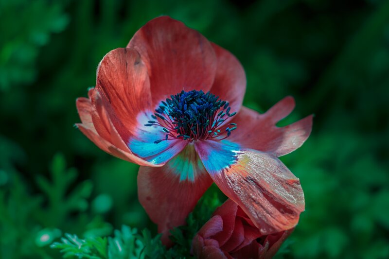 Red Flower with Blue Center