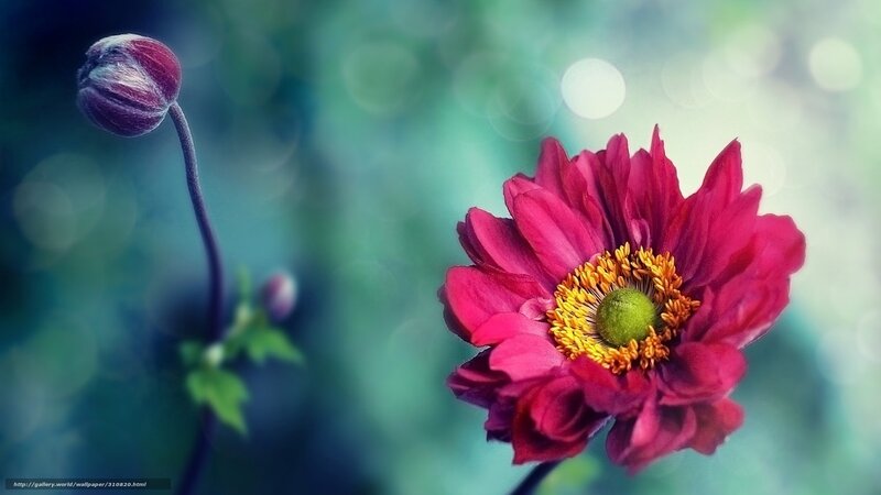 Red Flower with Bud — Serene