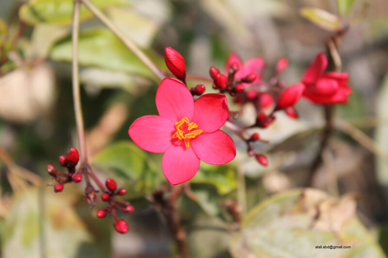 Red Flower with Buds — Calm, Afternoon