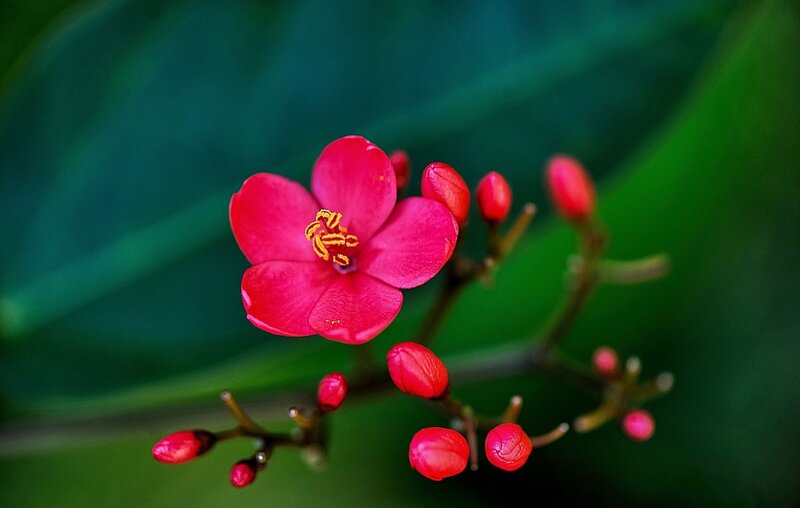 Red Flower with Buds — Calm, Photograph