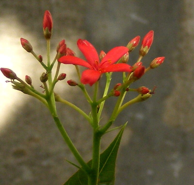 Red Flower with Buds — Calm