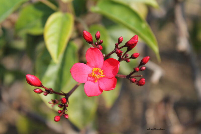 Red Flower with Buds — Natural, Afternoon