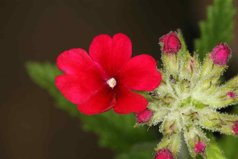 Red Flower with Buds — Natural