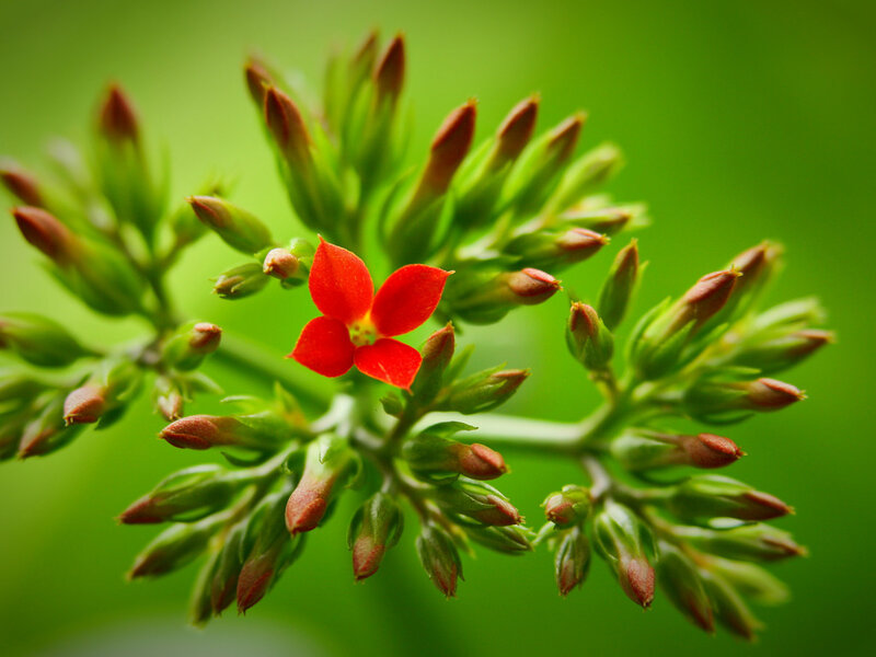 Red Flower with Buds — Serene