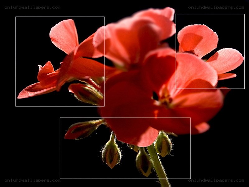 Red flower with buds