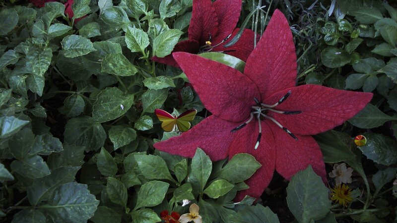 Red Flower with Butterfly — Natural