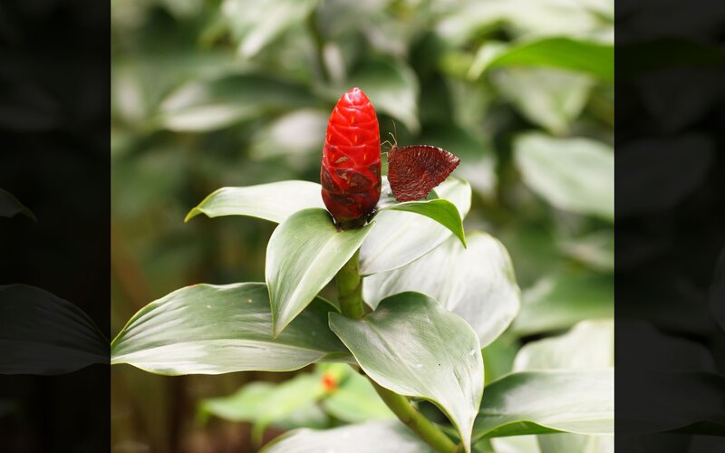 Red flower with butterfly