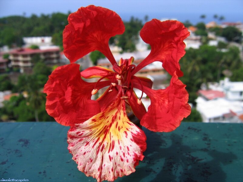 Red flower with city view