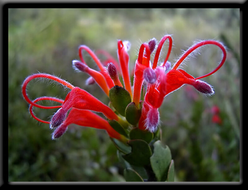 red flower with curly stamens