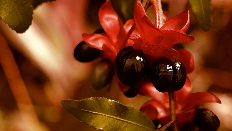 red flower with dark berries
