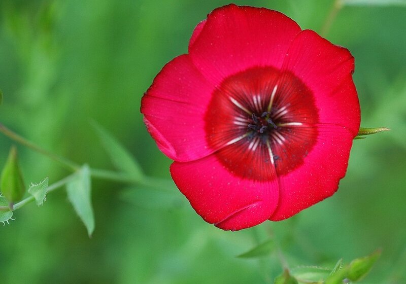 Red Flower with Dark Center — Natural