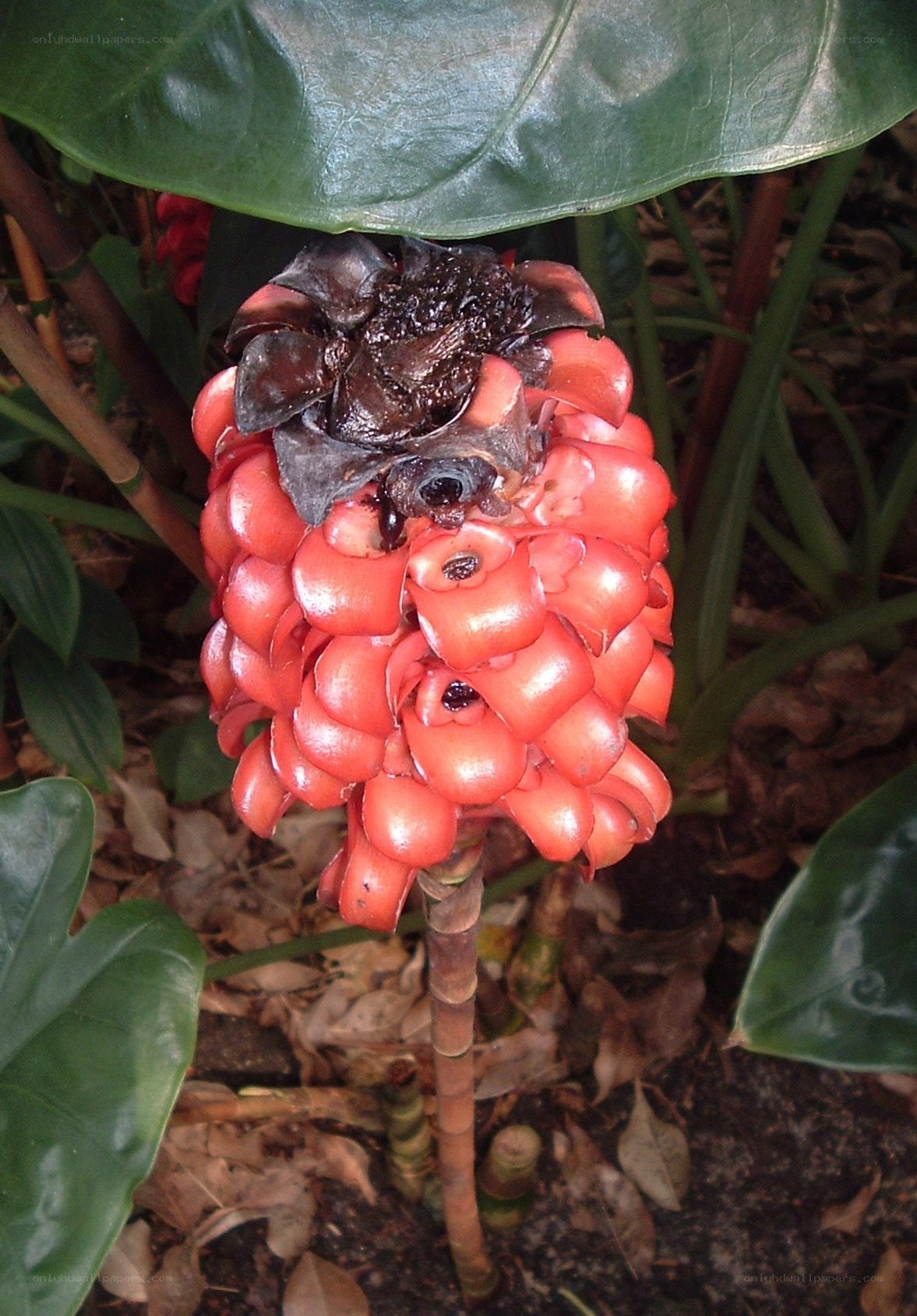 Red flower with dark center
