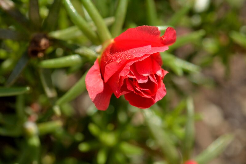 Red Flower with Dew — Calm