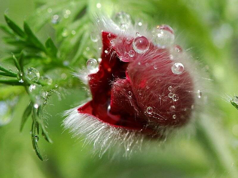 Red flower with dew drops